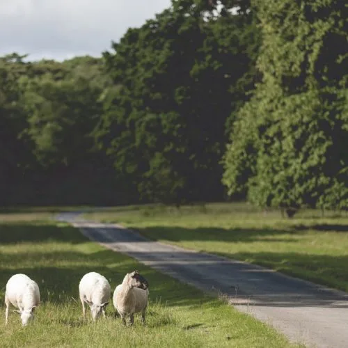 Sheep near the parkland drive at Homme House