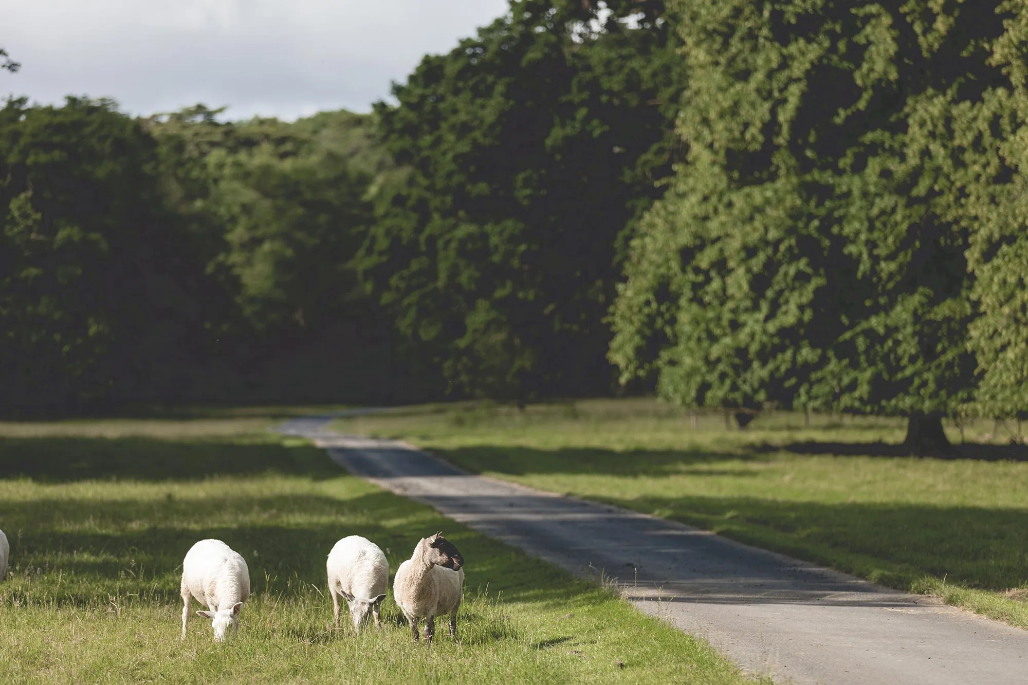 Sheep near the parkland drive at Homme House