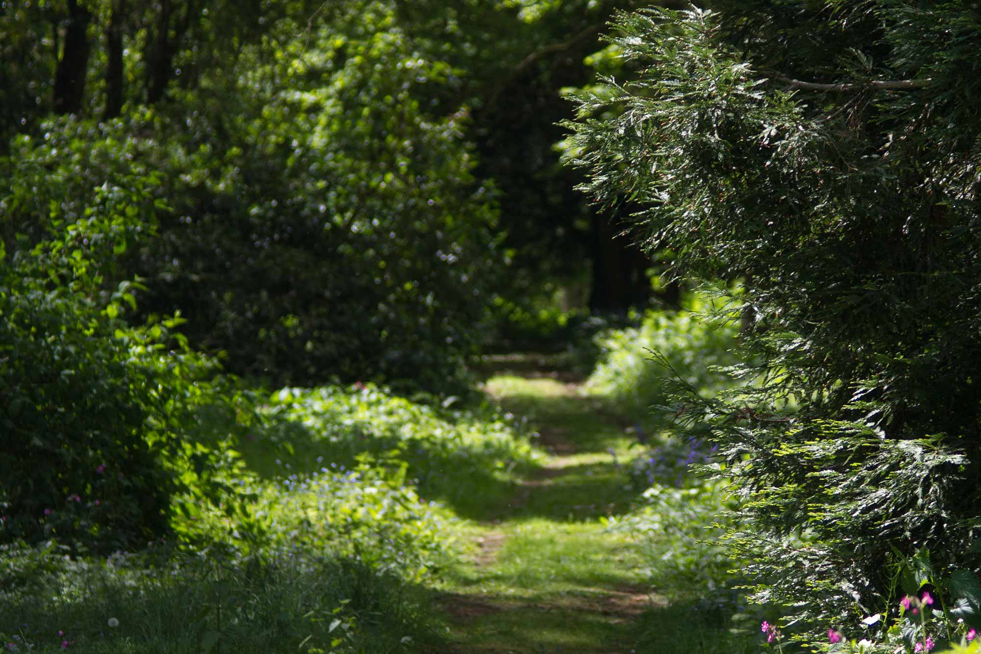 Homme-House-Woodland-Walk