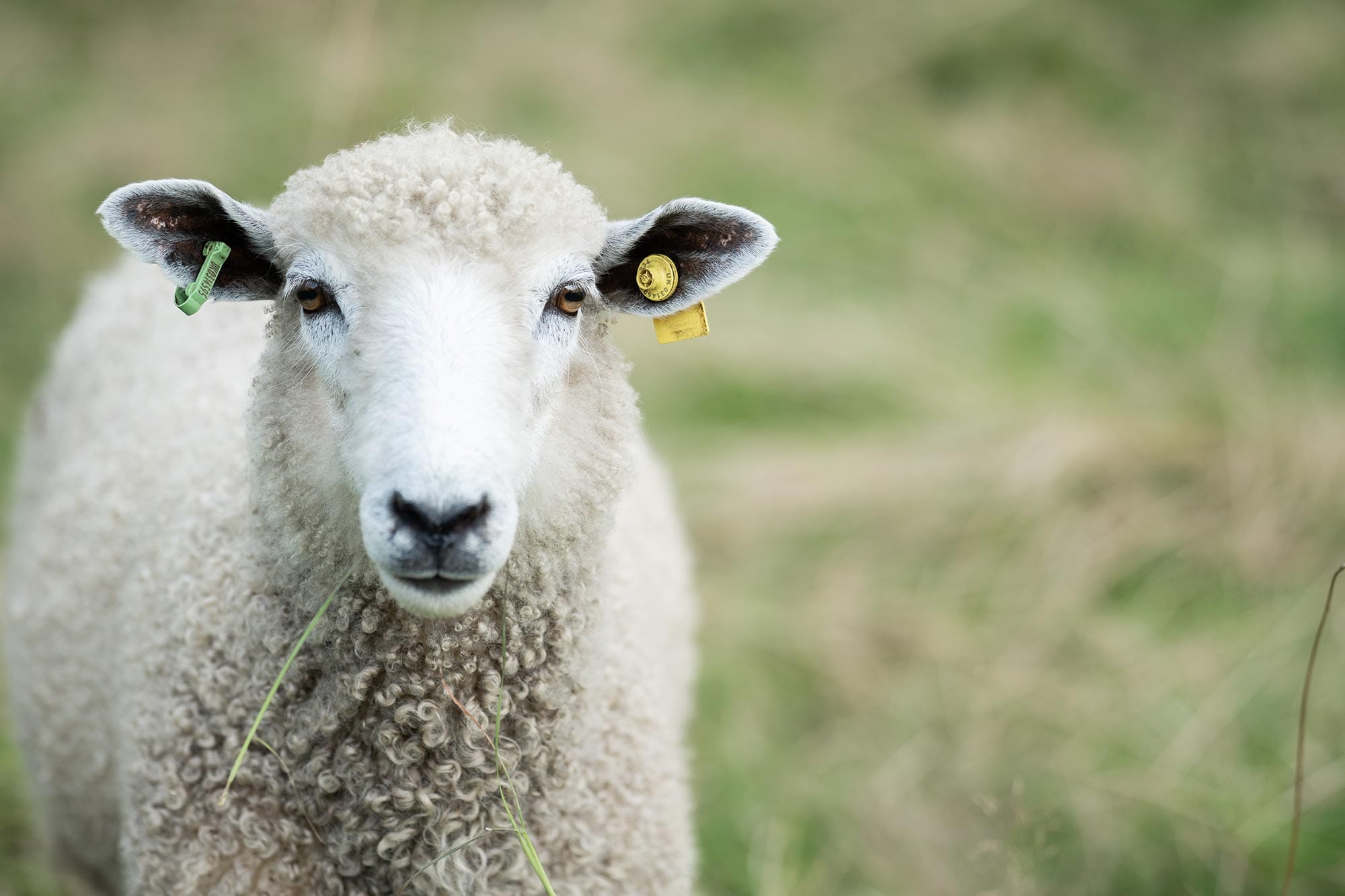 Sheep-at-Homme-House