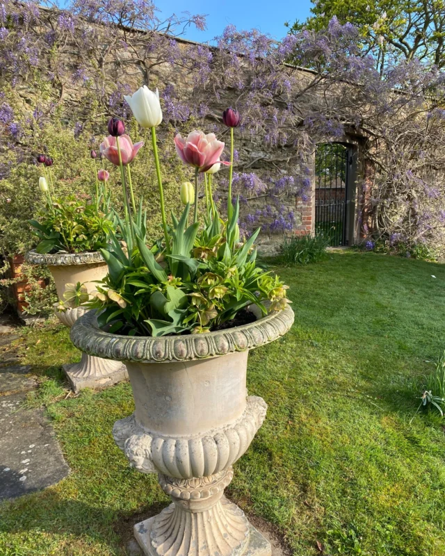 Springtime sunshine for C&H's wedding here at Homme House today with beautiful seasonal flower arrangements from @the_ledbury_flower_farmer  mirroring the tulips, blossom and wisteria  in the garden. 

#aprilwedding #aprilweddings #aprilweddingflowers #springwedding #springweddings #springweddingflowers 
 #weddingplanning #2026bride #2026wedding #ukweddingvenue #herefordshireweddingvenue #herefordshirewedding #nocorkage #exclusiveuseweddingvenue #uniqueweddingvenue #uniquewedding #manorhousewedding #countryhouseweddingvenue #countryhouseweddings #countryhousewedding #hommehousewedding #hommehouse